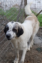 JONI, Hund, Mischlingshund in Griechenland - Bild 3