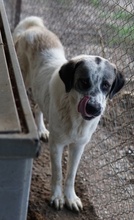 JONI, Hund, Mischlingshund in Griechenland - Bild 4