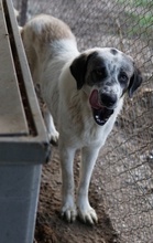 JONI, Hund, Mischlingshund in Griechenland - Bild 5
