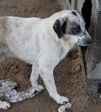 JONI, Hund, Mischlingshund in Griechenland - Bild 6