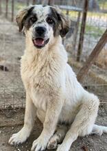 JONI, Hund, Mischlingshund in Griechenland - Bild 9