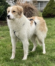 KIRAN, Hund, Mischlingshund in Hofgeismar - Bild 23