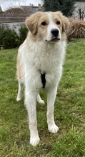 KIRAN, Hund, Mischlingshund in Hofgeismar - Bild 36
