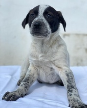 KOKOS, Hund, Mischlingshund in Griechenland - Bild 2