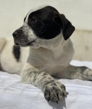 KOKOS, Hund, Mischlingshund in Griechenland - Bild 4