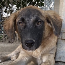 LACASITO, Hund, Mischlingshund in Griechenland - Bild 1