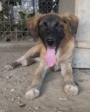 LACASITO, Hund, Mischlingshund in Griechenland - Bild 10