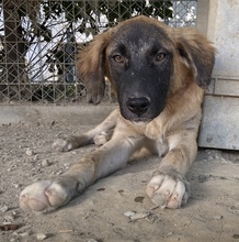 LACASITO, Hund, Mischlingshund in Griechenland - Bild 11