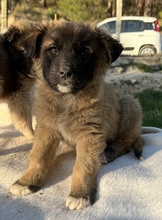 LACASITO, Hund, Mischlingshund in Griechenland - Bild 12