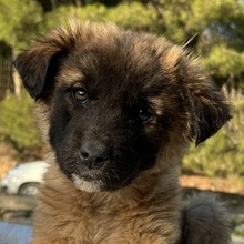 LACASITO, Hund, Mischlingshund in Griechenland - Bild 17