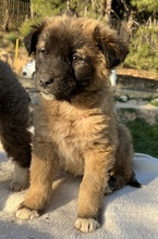 LACASITO, Hund, Mischlingshund in Griechenland - Bild 18