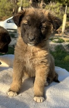 LACASITO, Hund, Mischlingshund in Griechenland - Bild 19