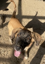 LACASITO, Hund, Mischlingshund in Griechenland - Bild 2