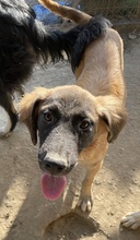 LACASITO, Hund, Mischlingshund in Griechenland - Bild 3