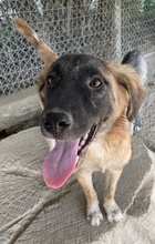 LACASITO, Hund, Mischlingshund in Griechenland - Bild 4
