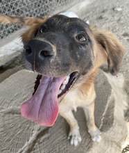 LACASITO, Hund, Mischlingshund in Griechenland - Bild 6