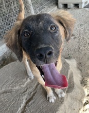 LACASITO, Hund, Mischlingshund in Griechenland - Bild 7