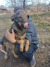 DOUGIE, Hund, Mischlingshund in Rumänien - Bild 5