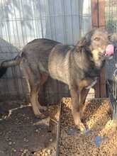 DOUGIE, Hund, Mischlingshund in Rumänien - Bild 7