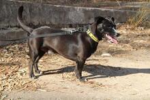 EPIPLON, Hund, Mischlingshund in Spanien - Bild 2