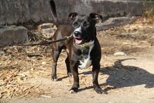 EPIPLON, Hund, Mischlingshund in Spanien - Bild 3
