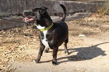 EPIPLON, Hund, Mischlingshund in Spanien - Bild 4