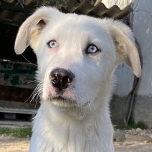 PACIFIC, Hund, Mischlingshund in Griechenland - Bild 1
