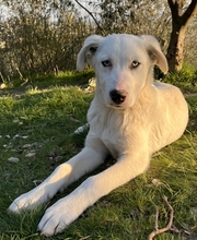 PACIFIC, Hund, Mischlingshund in Griechenland - Bild 11