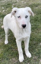 PACIFIC, Hund, Mischlingshund in Griechenland - Bild 12