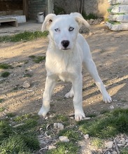 PACIFIC, Hund, Mischlingshund in Griechenland - Bild 2
