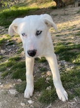 PACIFIC, Hund, Mischlingshund in Griechenland - Bild 3