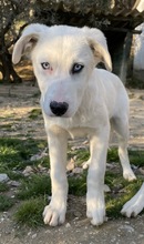 PACIFIC, Hund, Mischlingshund in Griechenland - Bild 5