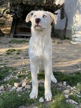 PACIFIC, Hund, Mischlingshund in Griechenland - Bild 6