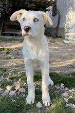 PACIFIC, Hund, Mischlingshund in Griechenland - Bild 7