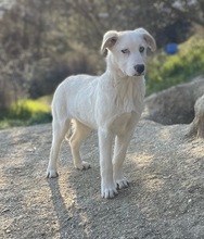 PACIFIC, Hund, Mischlingshund in Griechenland - Bild 8