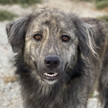 PESTO, Hund, Mischlingshund in Griechenland - Bild 1