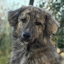PESTO, Hund, Mischlingshund in Griechenland - Bild 10