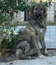 PESTO, Hund, Mischlingshund in Griechenland - Bild 11