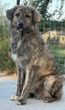 PESTO, Hund, Mischlingshund in Griechenland - Bild 12