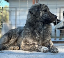 PESTO, Hund, Mischlingshund in Griechenland - Bild 14