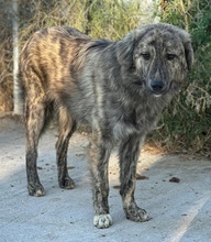 PESTO, Hund, Mischlingshund in Griechenland - Bild 15