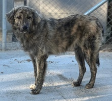 PESTO, Hund, Mischlingshund in Griechenland - Bild 17
