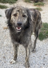 PESTO, Hund, Mischlingshund in Griechenland - Bild 2