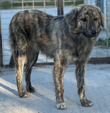 PESTO, Hund, Mischlingshund in Griechenland - Bild 21