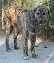 PESTO, Hund, Mischlingshund in Griechenland - Bild 23