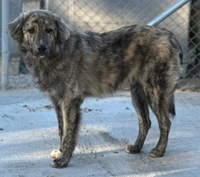 PESTO, Hund, Mischlingshund in Griechenland - Bild 24