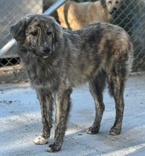 PESTO, Hund, Mischlingshund in Griechenland - Bild 25
