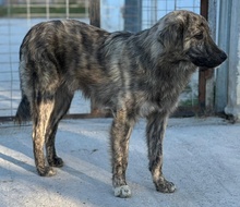 PESTO, Hund, Mischlingshund in Griechenland - Bild 26