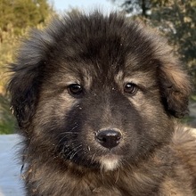 PESTO, Hund, Mischlingshund in Griechenland - Bild 27