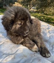 PESTO, Hund, Mischlingshund in Griechenland - Bild 28
